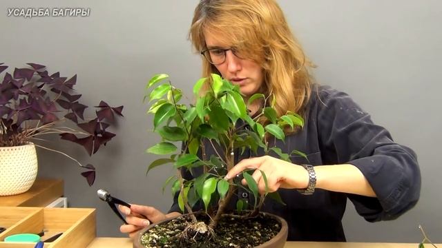 Бонсай из фикуса Бенджамина в стиле Упавшее дерево (ч.3). смотреть онлайн