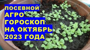 Посевной агрогороскоп на октябрь 2023 года. Sowing agrohoroscope for October 2023