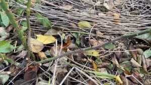 ПРОЩЕ НЕ БЫВАЕТ - ОСЕННЕЕ РАЗМНОЖЕНИЕ РОЗ!!!