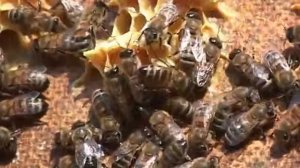 Пчеловод Владимир Колеганов. Август 2010 год.