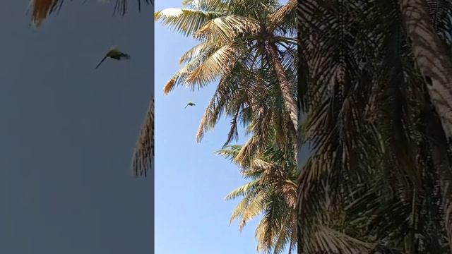 Coconut tree and parrots #coconut #parrot #kanthara #kantaramovie #birds please subscribe 🙏🙏🙏