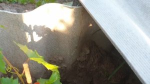 Сделал такой короб для укрытия винограда, и не пожалел! 99% почек отлично стартуют весной!