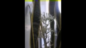 САНСЕВИЕРИЯ.ТЁЩИН ЯЗЫК.ПРИМЕТЫ.ЦВЕТЕНИЕ.