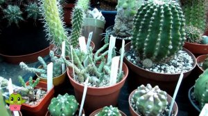 Cactus and Succulent Collection Winter Update Part Two #cactuscollection #cacti #cactus