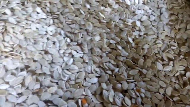 Сушка гарбузового насіння. смотреть онлайн