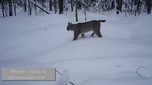 РЫСЬ ОБХОДИТ СВОИ ВЛАДЕНИЯ