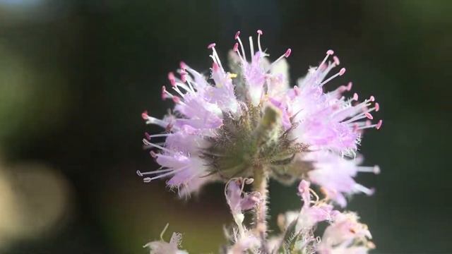 Mentha pulegium aka pennyroyal flowers 10x смотреть онлайн