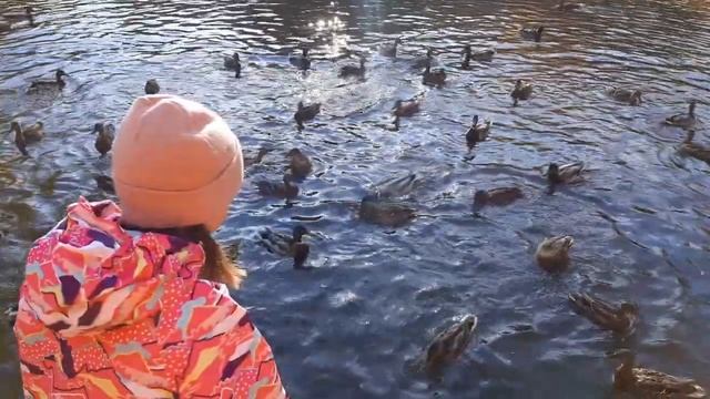 Дикие утки? смотреть онлайн