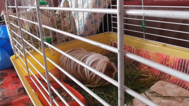 ПОСЛЕДНИЙ ДЕНЬ/ ЗАВТРА СВИНКИ УЕЗЖАЮТ смотреть онлайн