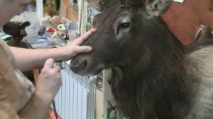 Таксидермическая работа - чучело головы марала (оленя)