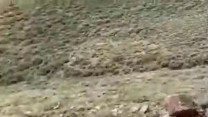 Ахота авчалкие на шакалы