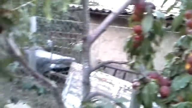 Нектарин" Рубиновый 8" смотреть онлайн