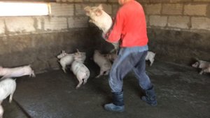 2 месяца откорма свиней. Вес поросят. ( 5-я группа откорма). Свиноводство.