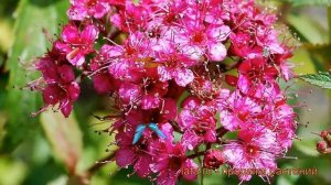 Спирея японская Кантри Ред (spiraea japonica) ? обзор: как сажать, саженцы спиреи Кантри Ред