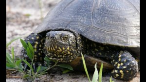 Jungles of Chernobyl - The turtle valley