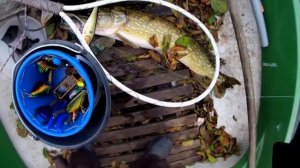 Мои любимые приманки Strike pro Jerk Baits Big Bandit