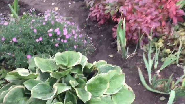 Дорожка из хост и гейхер осенью. смотреть онлайн