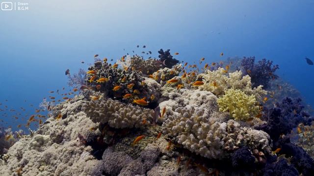 Under Red Sea 4K - Beautiful Coral Reef Fish in Aquarium, Sea Animals for Relaxation - 4K Video #18 смотреть онлайн