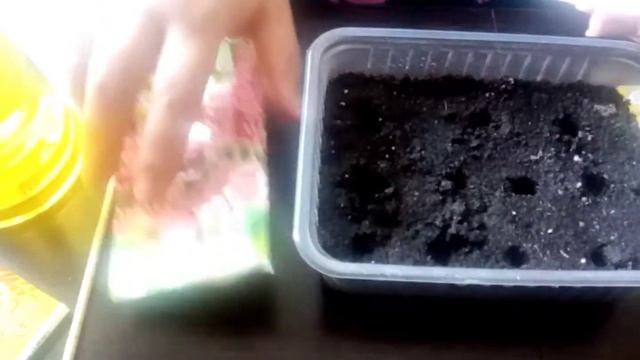 Выращивание Люпина из семян
