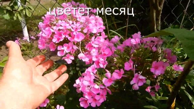 Цветник под яблоней в августе Флоксы Канны Колеусы смотреть онлайн