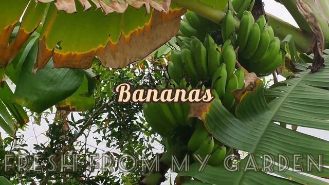Our garden this rainy season | Different fruits and vegetables that grow during the monsoon