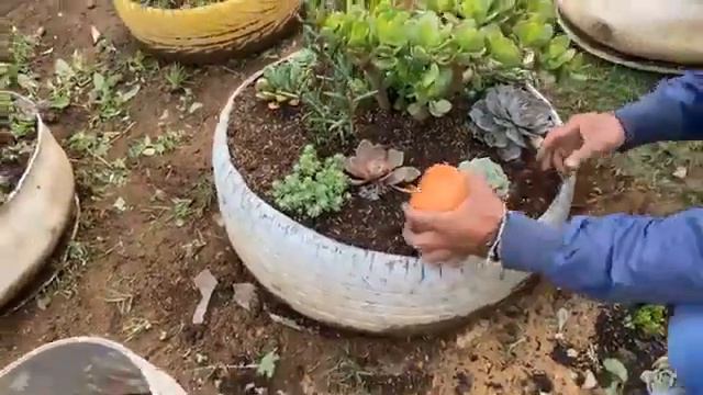 REALIZAMOS UN MANTENIMIENTO A UNA JARDINERA CON SUCULENTAS VIVERO JARDÍN JADE 2021 смотреть онлайн