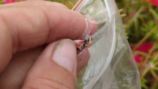 Семена от цветов "КОВРИК" смотреть онлайн