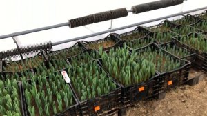 31.01.2022. Привет Павлу Кучерову? Выгонка тюльпанов.