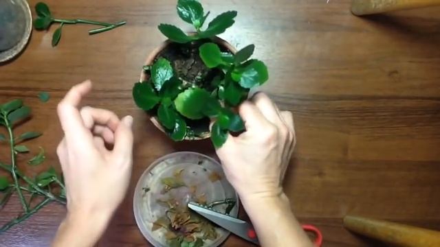 Обрезка Каланхое. Формирование кустика каланхое. Готовимся к весне. *ЕленаТ*