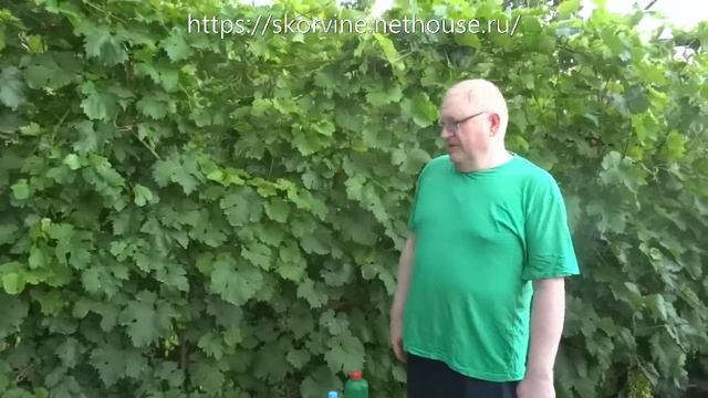 Последняя комплексная обработка винограда 2018. Защищаем ягоды и урожай. смотреть онлайн