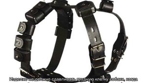 Шлейка для собак мелких и крупных пород: как выбрать