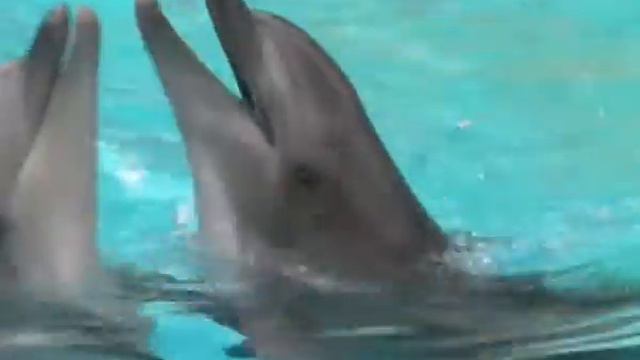 Филе из дельфинчиков смотреть онлайн