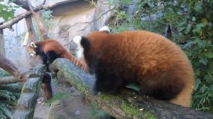 Red Panda Cub Explores And Climbs With Mom