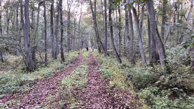 Прогулка по Куршской Косе. Таинственный "танцующий" лес и дикие пляжи. Калининград. 4K HDR смотреть онлайн