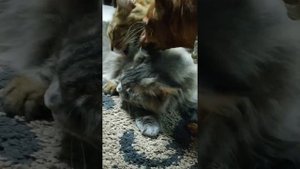 Кошка Мейн Кун и ее дочка метис Мейн Куна.