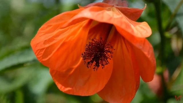 Абутилон (комнатный клен) смотреть онлайн