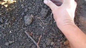 Осенняя посадка малины. Малина Полка. Малина под зиму. Малинник. Будем с вкусной ягодой.