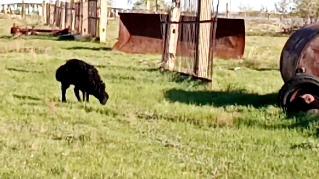 Эдильбаевские овцы 14.05.21г. смотреть онлайн