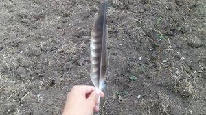 Поиск урочищ летом. Монеты на распаханных полях.