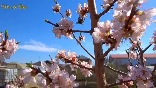 Абрикос Цветение Всё и обо Всём смотреть онлайн