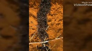 Армейский муравей солдат