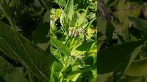 La Consoude, La Plante De La Cicatrisation Et Des Os - Comfrey, the Plant of Healing and Bones