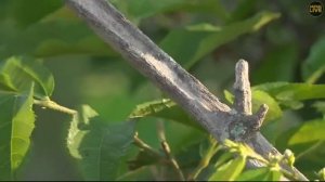 safariLIVE - Sunrise Safari - January 19, 2019