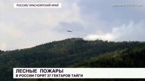 ОБЕЗЛЕСИВАНИЕ - ГЛОБАЛЬНАЯ ЭКОЛОГИЧЕСКАЯ ПРОБЛЕМА