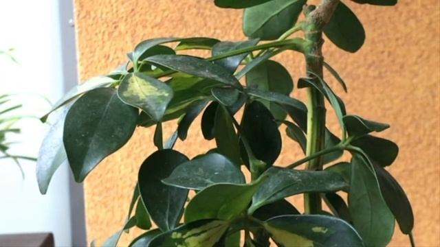 Dwarf Umbrella Tree Group Planting | Schefflera Arboricola, Fall Pruning 2020 смотреть онлайн