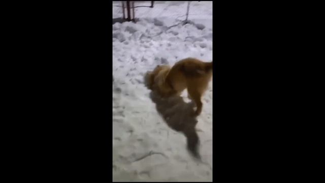 Пэпи нашла свою замечательную семью ❤️ смотреть онлайн