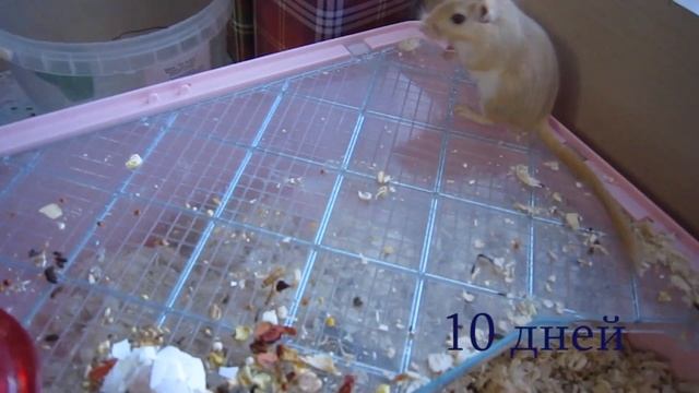 История слепого мышонка песчанки. Песчанки - этапы роста и развития мышат. смотреть онлайн