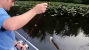 Pitching Jigs For Crappies