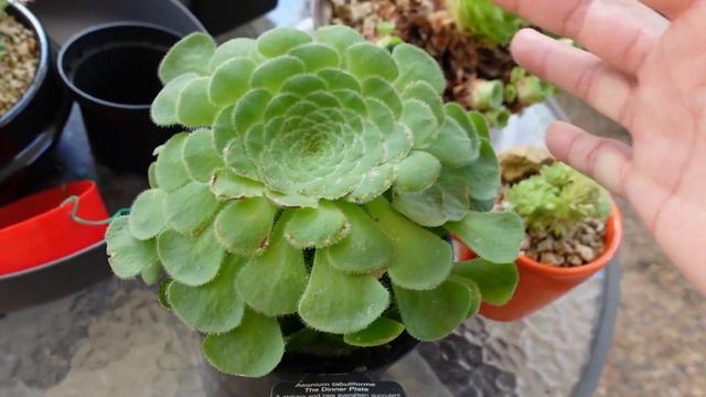 HOW TO GROW DINNER PLATE AEONIUM | VLOG #97 Succulents & Coffee w/ Liz смотреть онлайн