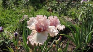 Ирис БЕЛЛ ЭСПРИТ (Bell Esprit)